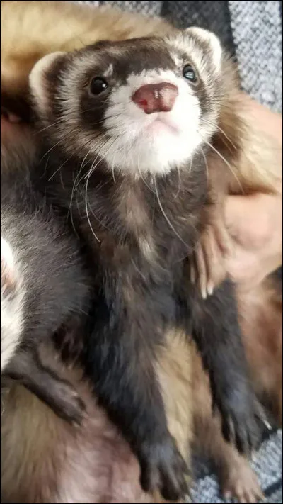 Si tu pouvais avoir animal de compagnie, ce serait :