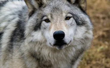 Quiz Loups