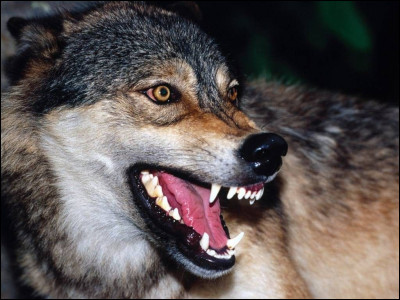 Pour commencer, le loup a combien de dents ?