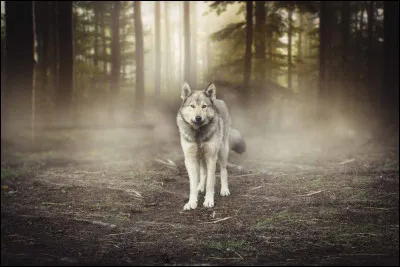 Le loup vit-il seul ou en groupe ?