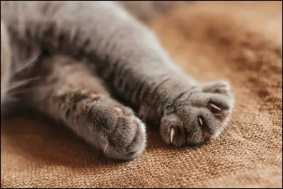 Ton chat te griffe fort la cuisse, quelle est ta réaction ?