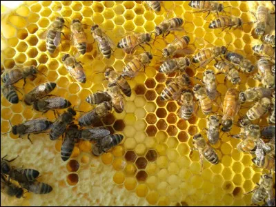 Qui s'occupe des abeilles ?