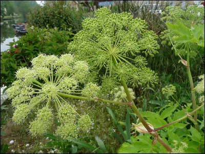 Quel est le véritable titre du livre de Marie-Chantal Martineau ?