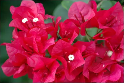 Quelle île a été découverte en 1768 ?