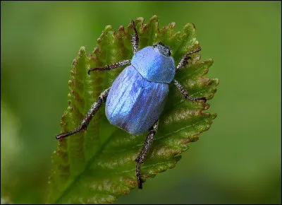 Dans l'antiquité grecque, quel nom portait le soldat d'infanterie pesamment armé ?