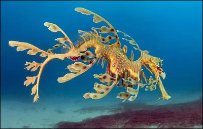 Quel est l'autre nom de cet ''hippocampe feuille'' ?