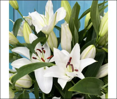 Et cette courageuse chatte du Clan du Tonnerre ?