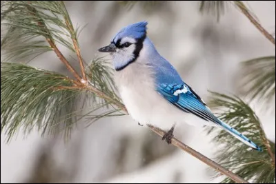 Qui est ce guérisseur ?