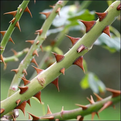 Et qui est ce chef ?