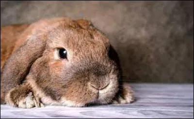 Combien de races de lapins existe-t-il ?
