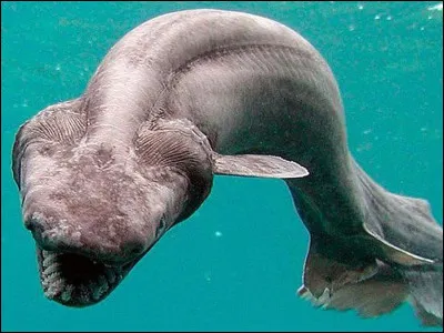 Comment te sentirais-tu si tu devais nager avec cet animal ?