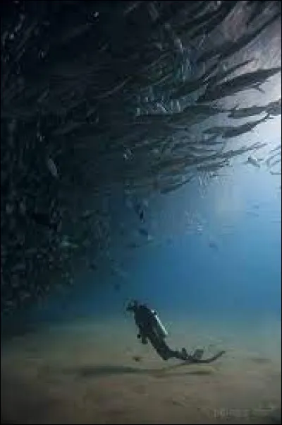 Aimerais-tu faire la même chose que cette personne ?