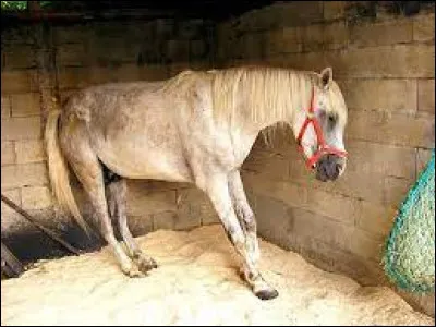 Quel est le problème de ce cheval ?