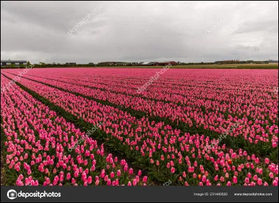 Qui a écrit "Le plaisir se ramasse, la joie se cueille
et le bonheur se cultive." ?