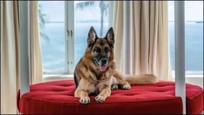 Quel est le nom de ce chien qui est l'animal le plus riche de tous les temps ?