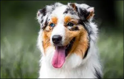 Laquelle de ces races de chien nexiste pas ?