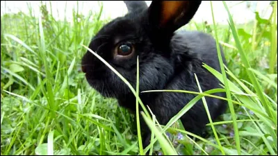 Quelle est la couleur de ce lapin ?