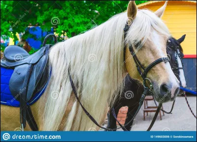 Quel sport fais-tu ou quel sport aimes-tu ?