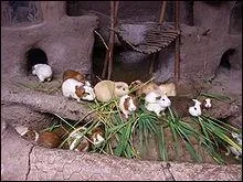 Les femelles peuvent avoir jusqu'à cinq portées par an. Combien peuvent-elles avoir de petits par portée ?