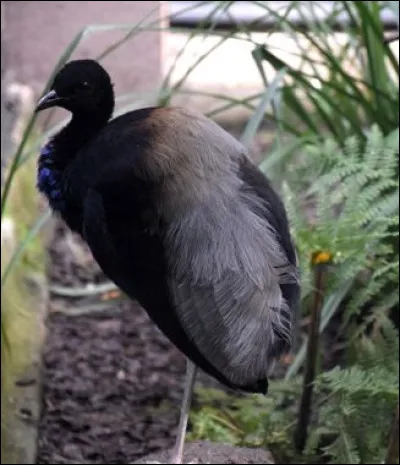 Quel est titre du livre de Mirabeau sous-titré "Traité de la population" ?