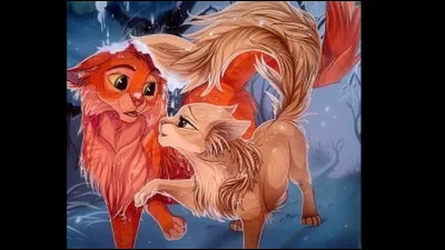 Quels seraient les critères pour une compagne/un compagnon ?