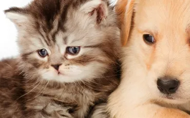 Quiz Animaux