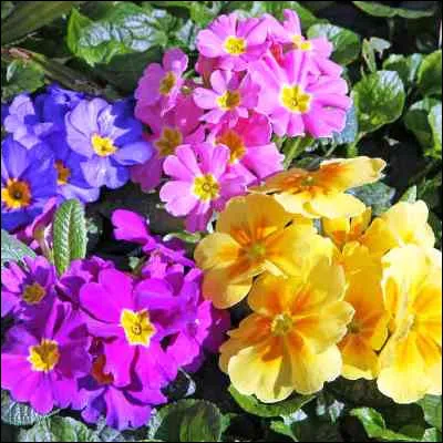 Quelle fleur doit son nom à la période de lannée où elle apparaît ?