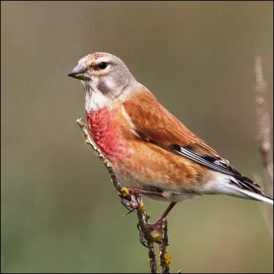 Quel passereau proche du pinson est considéré par la pensée populaire comme peu malin car il construit son nid à la vue des prédateurs ?