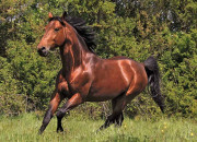 Quiz Les abrviations : races de chevaux