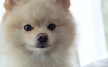 Quiz Animaux