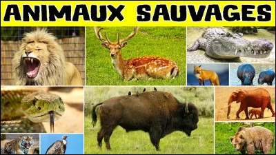 Quel est ton animal préféré ?