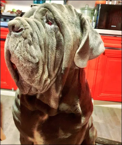 Comment s'appelle le chien d'Hagrid ?