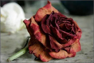 Dans une expression qui associe le cur et les yeux, par quoi est causé la diminution du sentiment amoureux ?