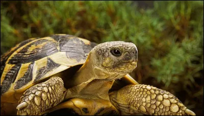 Comment s'appelle la tortue de Lexie ?