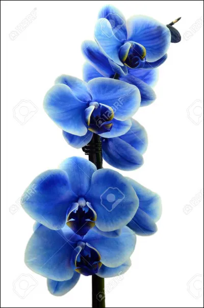 Que provoque la dysplasie ?