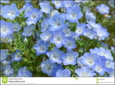 Quel est le surnom des bouviers bernois ? (En g&eacute;n&eacute;ral)