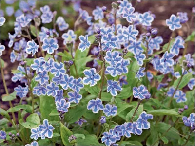 Quel est le probl&egrave;me avec ces chiens ?