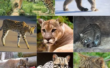 Quiz Felins