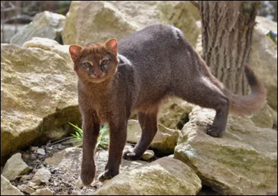 Quel est ce félin ?