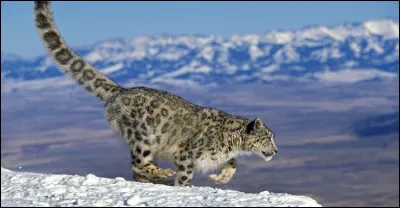 Quel est ce félin ?