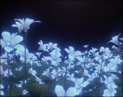 Quels sont tes animaux pr&eacute;f&eacute;r&eacute;s ?