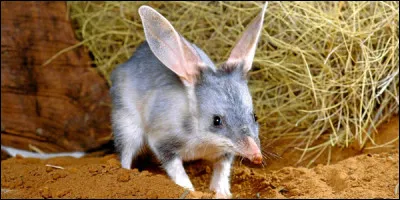 Animaux : Sous quel autre nom est connu le bandicoot lapin ?