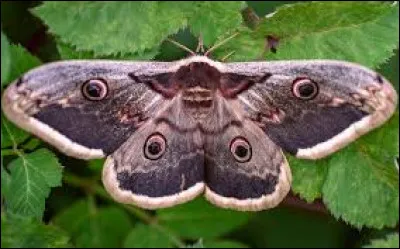 Comment sappelle le plus grand papillon dEurope ?