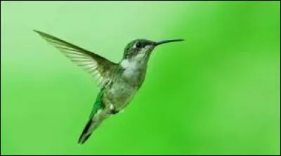 Quelle particularité le Moro-sphinx partage-t-il avec le colibri ?