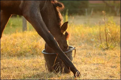 Que mange le cheval ?