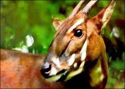 Est-ce que cet animal existe ?