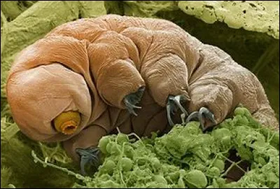 Quel est le deuxième nom de l'ourson d'eau ?