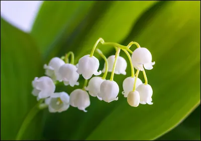 À quel mois associe-t-on le muguet ?