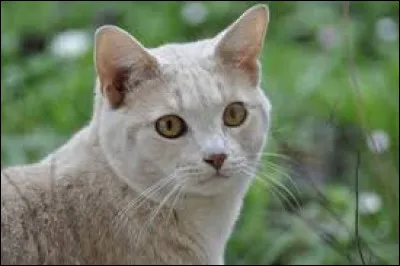 Qui est la compagne d'Étoile de Feu avec qui il a eu des chatons ?