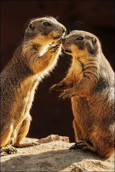À quelle fréquence parles-tu durant les cours ?
